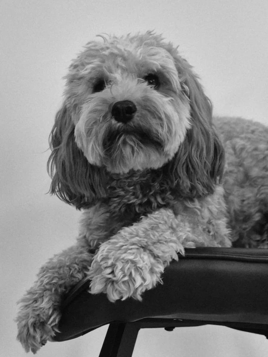 Charlie — AKL Plumbing